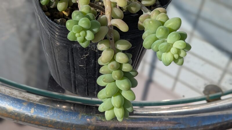 新玉つづり