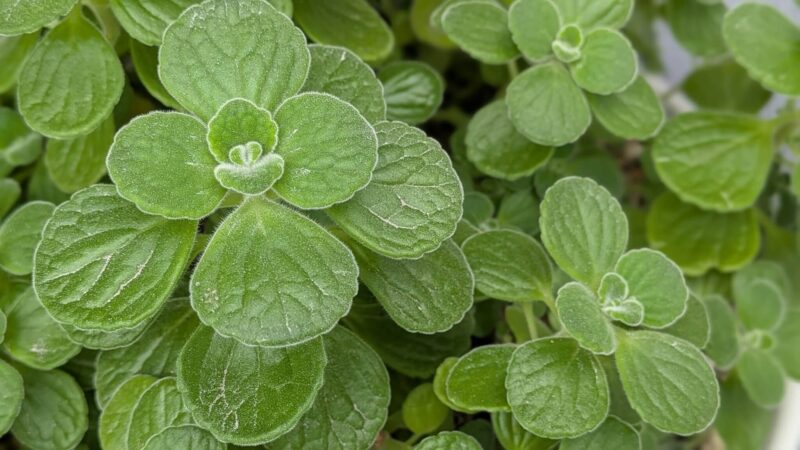 アロマティカス