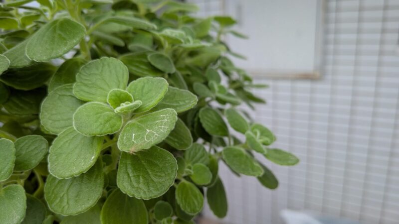 アロマティカス