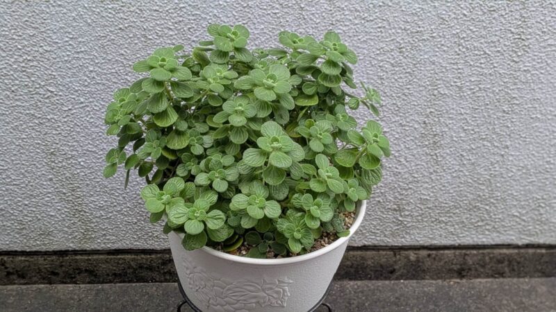 アロマティカス