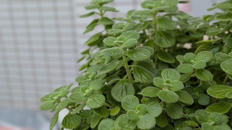 アロマティカス