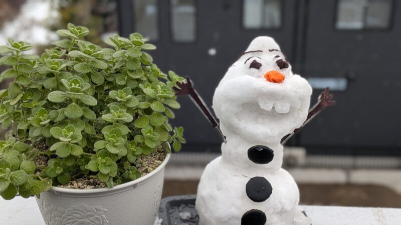 アロマティカス