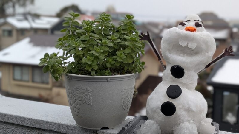 アロマティカス