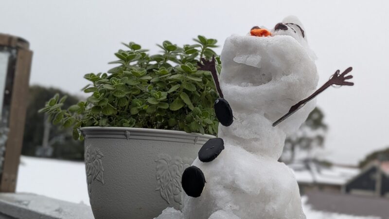 アロマティカス