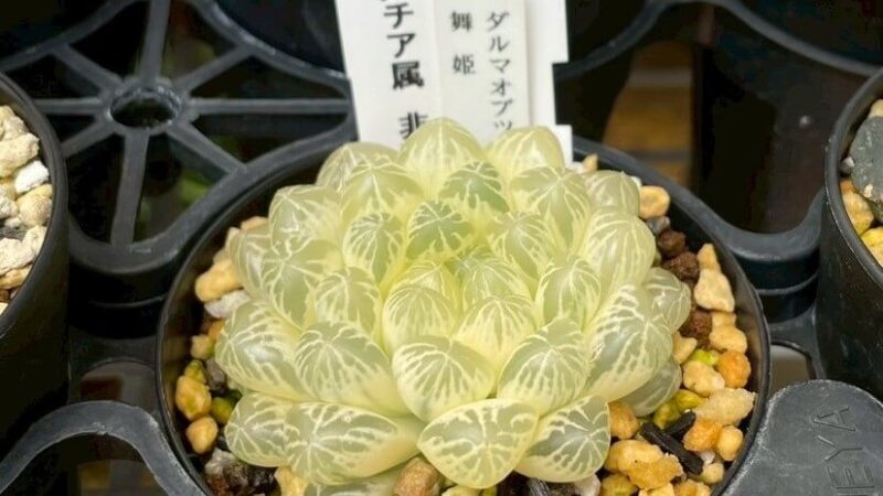 ダルマオブツーサ