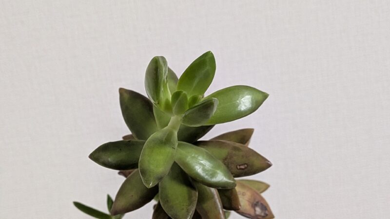 黄麗
