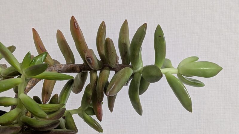 黄麗