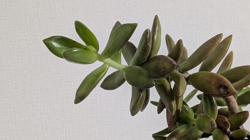 黄麗