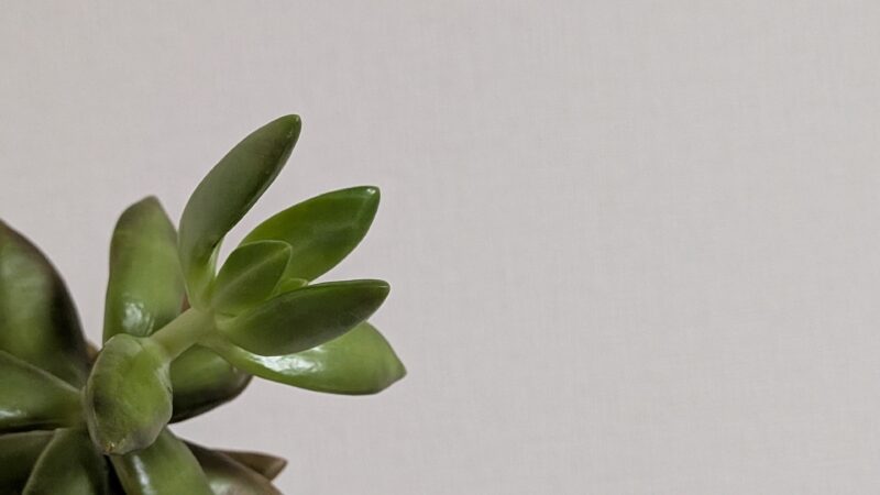 黄麗