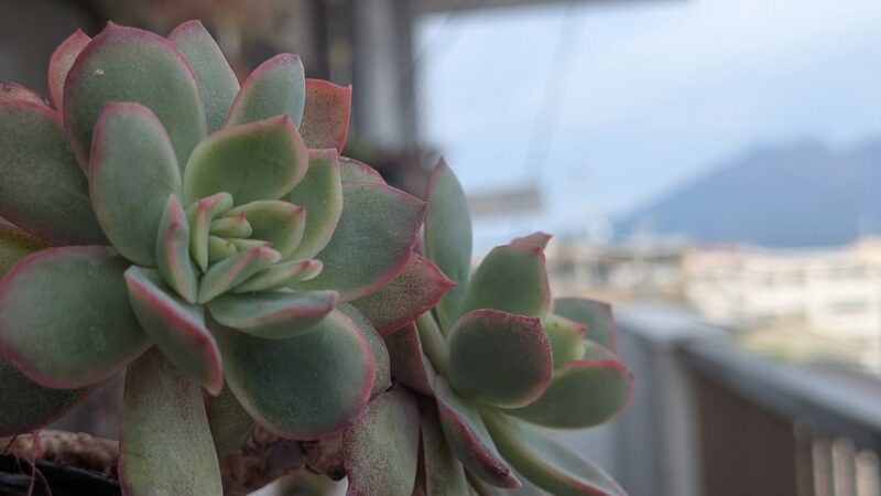 花うらら