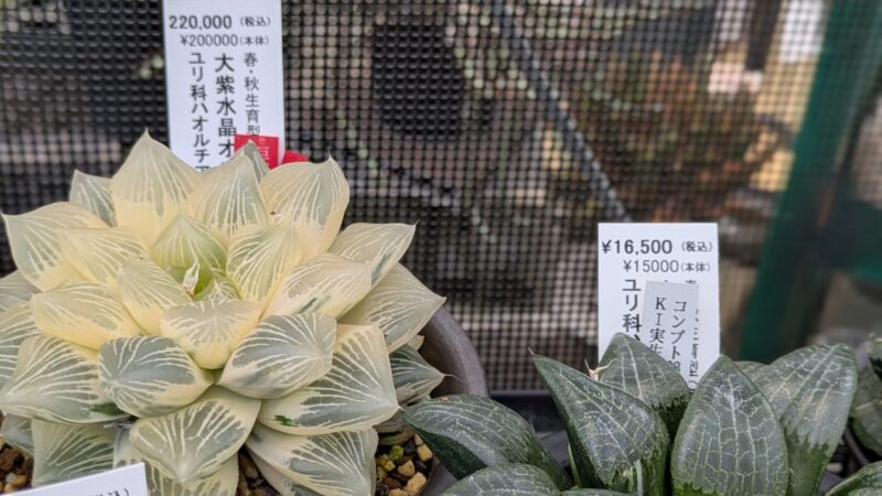 大柴水晶オブツーサ
