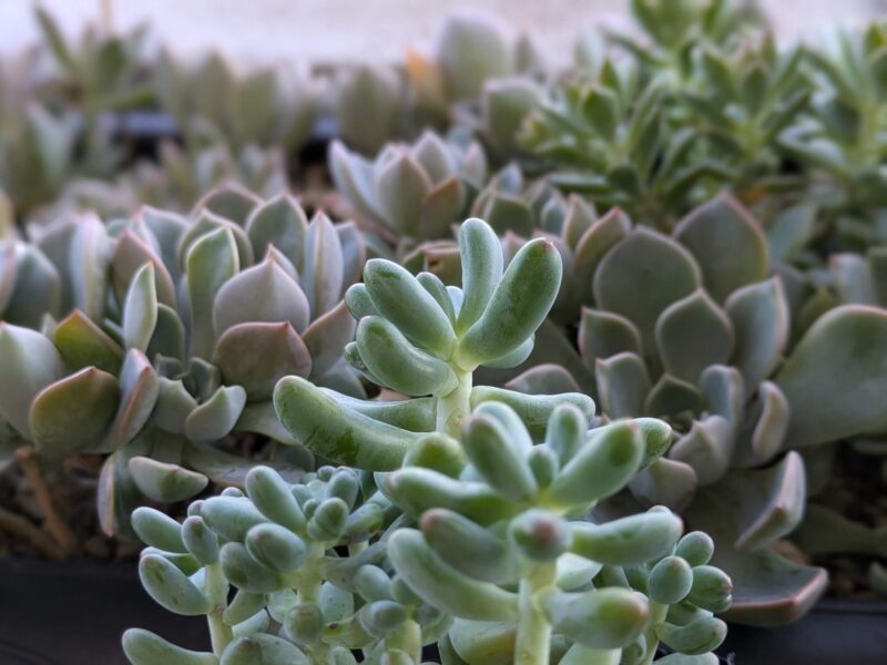 恋心】多肉植物の魅力を引き出す！季節ごとの育て方と注意点 | グリーン・サクセサリー