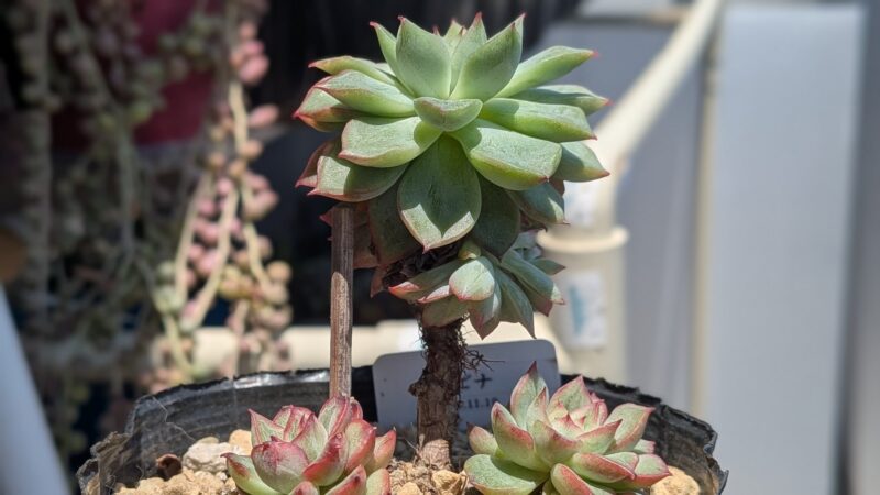 メビナ