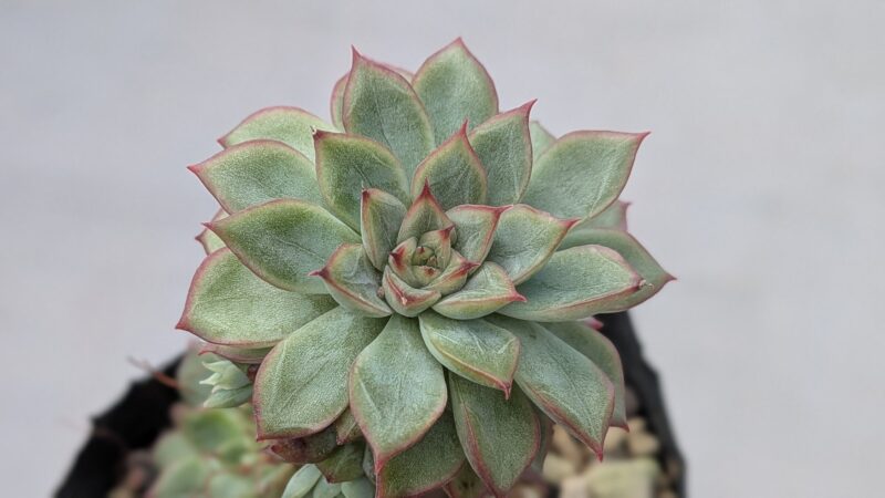 メビナ