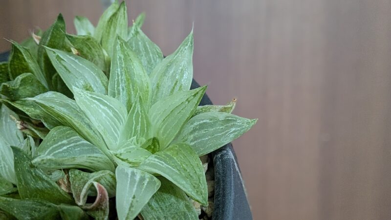 旧氷砂糖