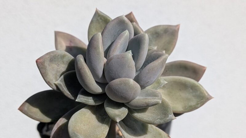 ブルーアップル