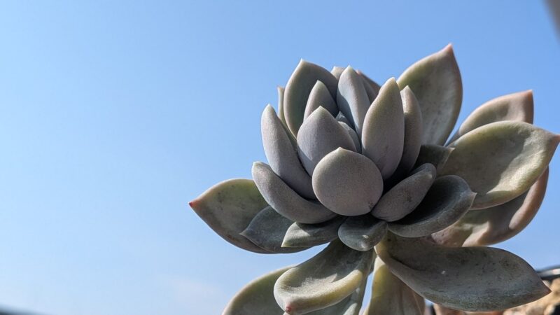 ブルーアップル