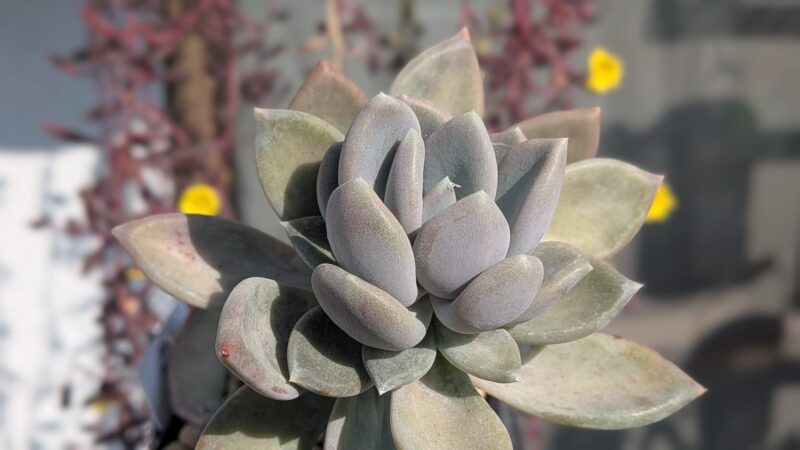 ブルーアップル