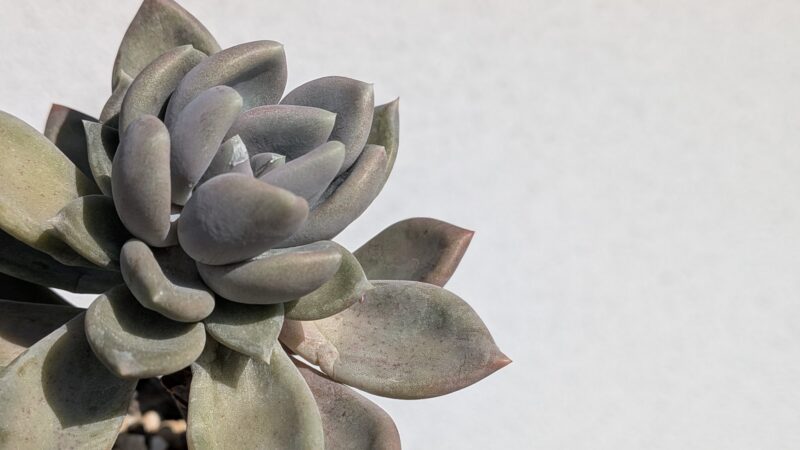 ブルーアップル