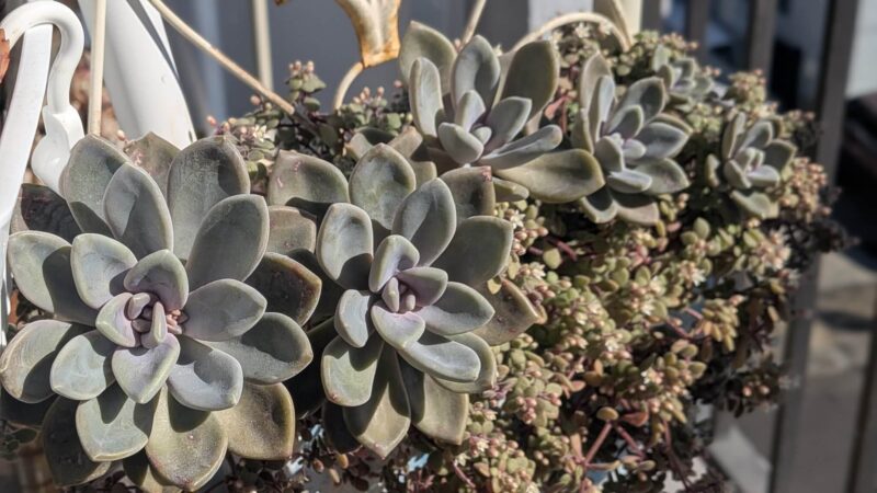 ブロウメアナ、月下美人