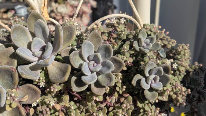 ブロウメアナ、月下美人