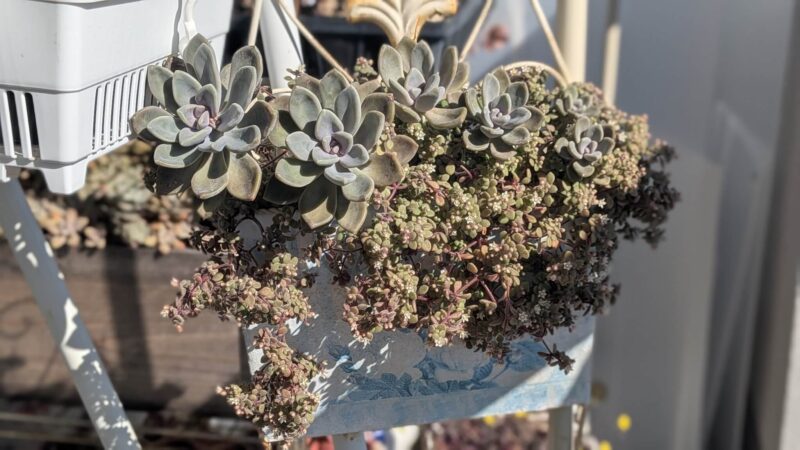 ブロウメアナ、月下美人