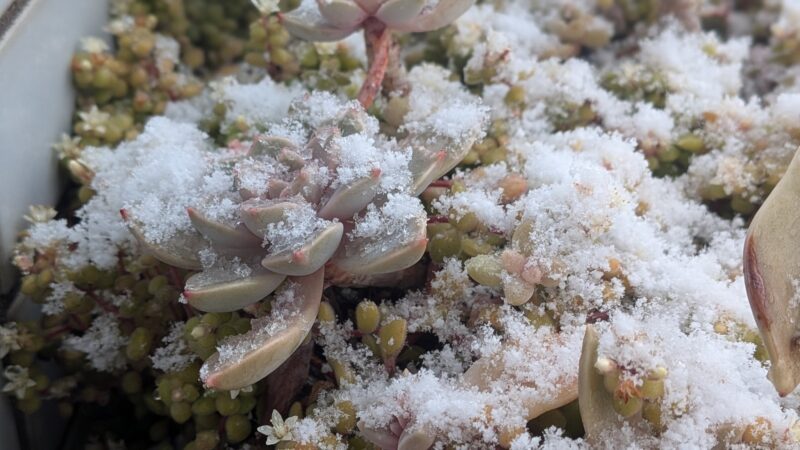 子宝草、ブロウメアナ