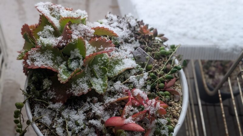 子宝草、ブロウメアナ