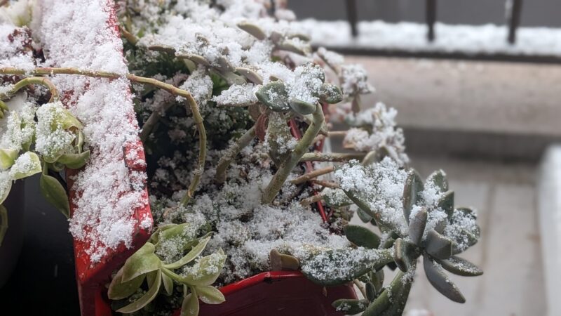 子宝草、ブロウメアナ