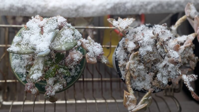 子宝草、ブロウメアナ