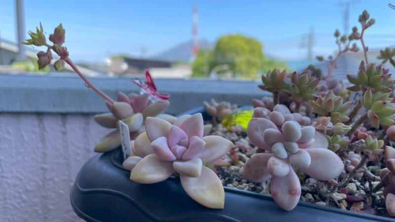 だるま秀麗、さくら牡丹、白牡丹、薄氷