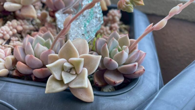 だるま秀麗、さくら牡丹、白牡丹、薄氷