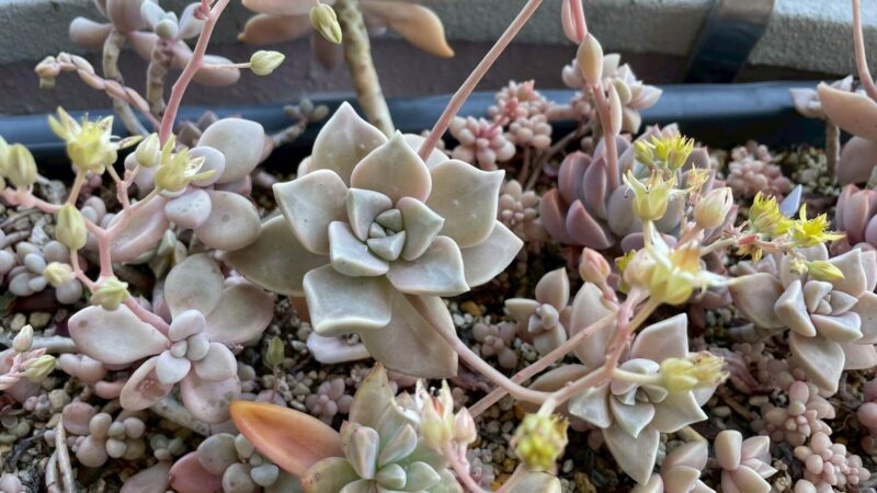 だるま秀麗、さくら牡丹、白牡丹、薄氷