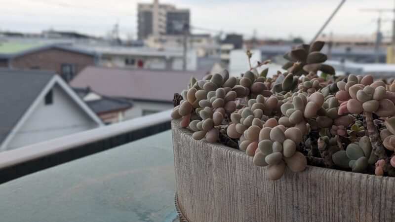 だるま秀麗