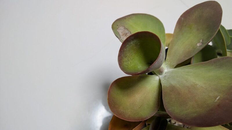 デザートローズ