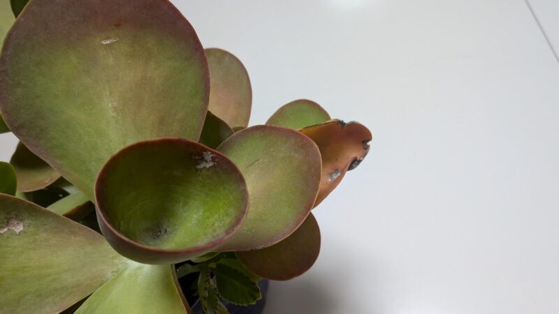 デザートローズ