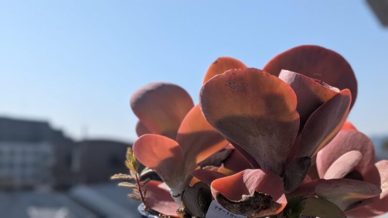 デザートローズ