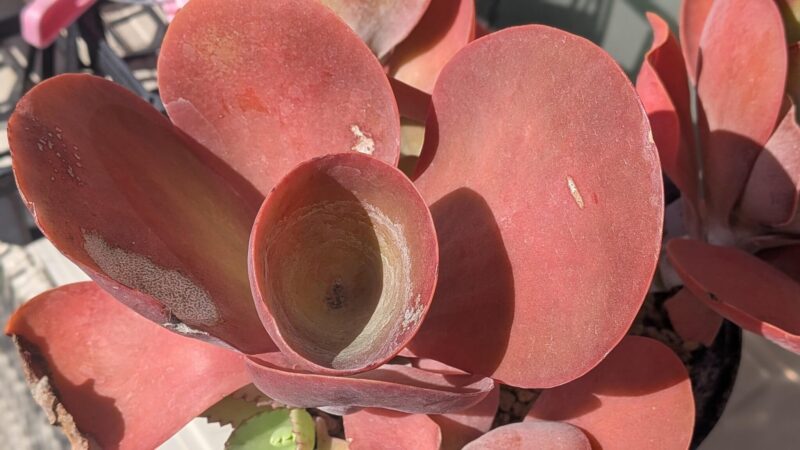 デザートローズ