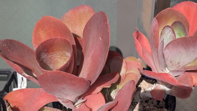 デザートローズ