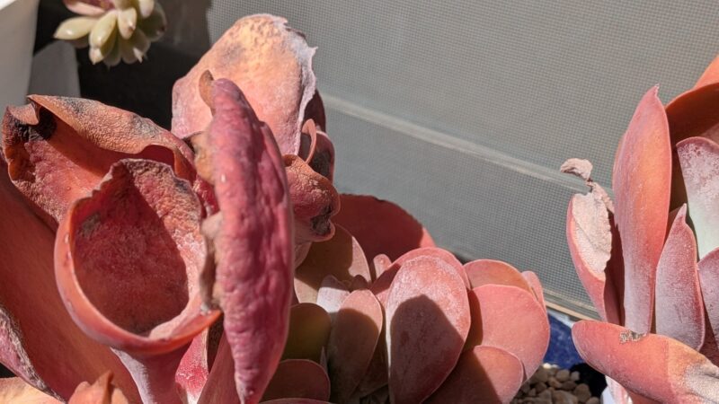 デザートローズ