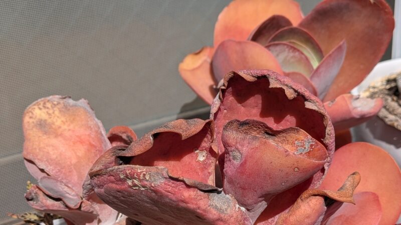 デザートローズ