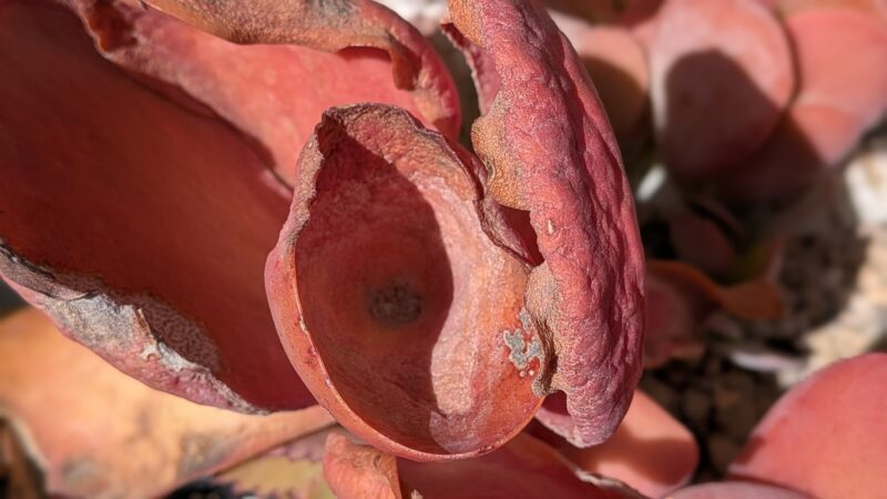 デザートローズ