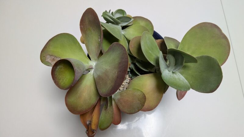 デザートローズ