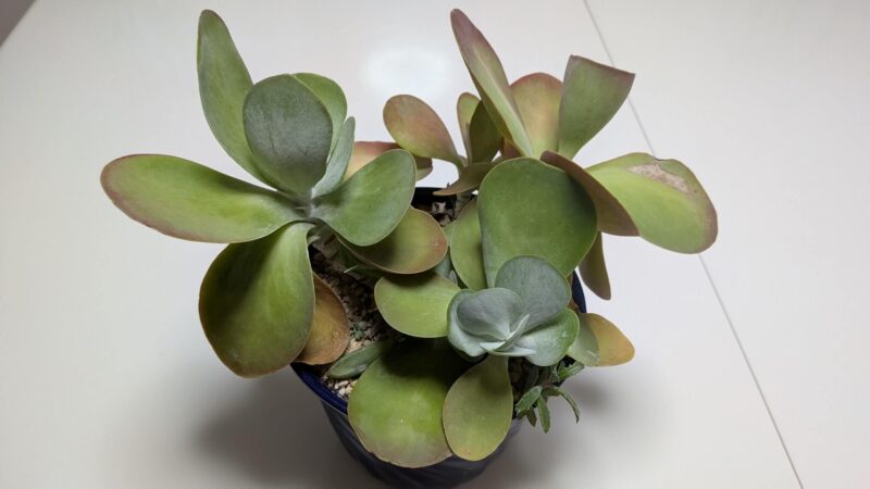 デザートローズ