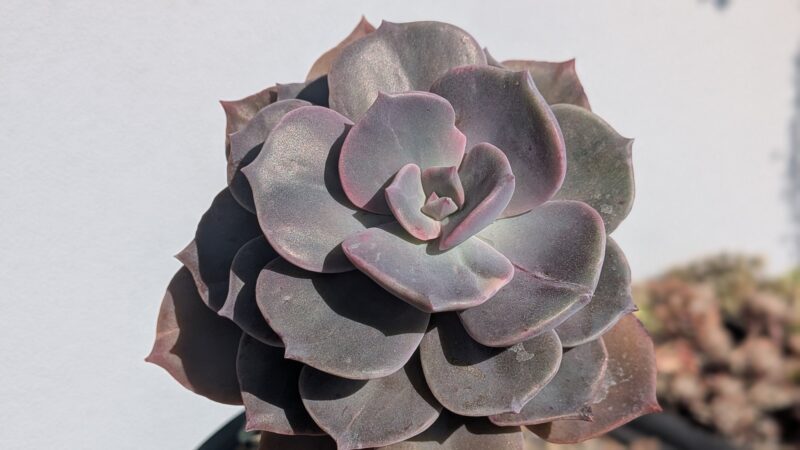 ダスティローズ