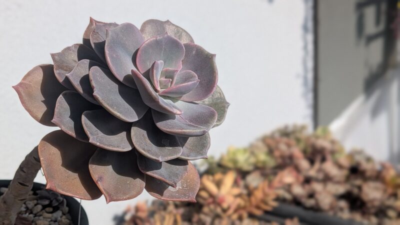 ダスティローズ