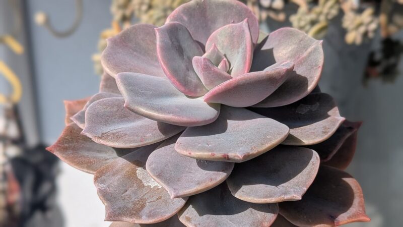 ダスティローズ