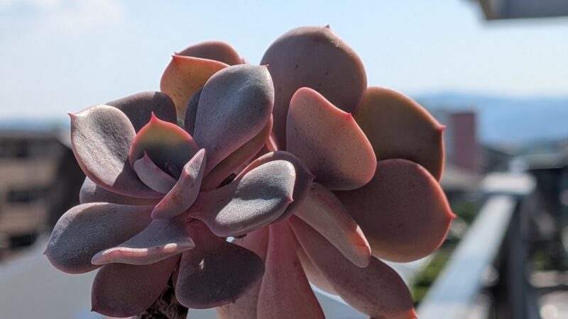 ダスティローズ】の特徴：魅惑のくすみピンクの多肉植物 | グリーン