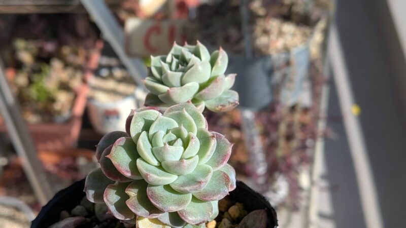 レッドベルベット