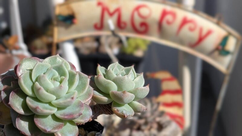 レッドベルベット